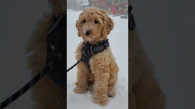 March POW Alert: Doggo Edition