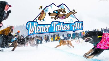 The Second Annual Wiener Takes All Dog Race at RED Mountain